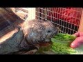 Maximus the Giant Tortoise Chomping on some Lettuce