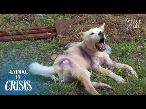 Video: Pup med giltigt samvete Adorably ber om förlåtelse från pappa