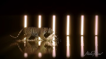 Tiger Rigging and water simulation, vray 5, 3ds max 2020 and phoenix FD