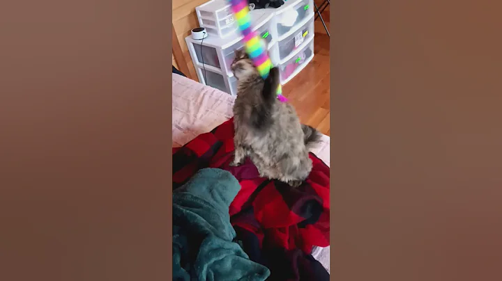 Watch the video about Playful Maine Coon is too cute