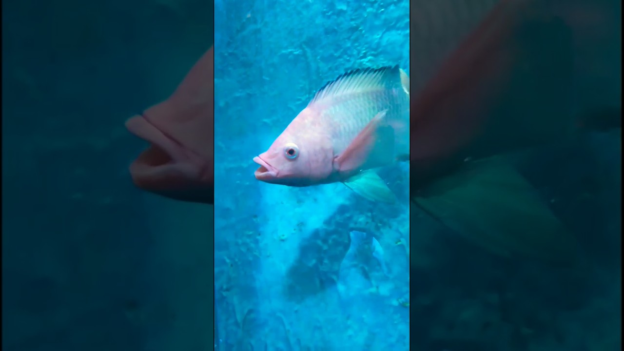 #11 Binny Mill Underwater Fish Aqua Tunnel Exhibition 2023 🐟🐠 | National Consumer Fair Bangalore