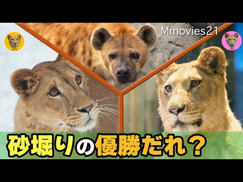 しげぞうライオン G80139 ライオン（雄）：おもちゃ：百町森