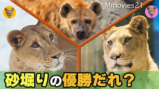 【クレイとイト】来園前エピソード秘蔵映像・ライオンとハイエナの行動・3頭のハジケっぷり~Lions and Spotted hyena at Maruyama Zoo