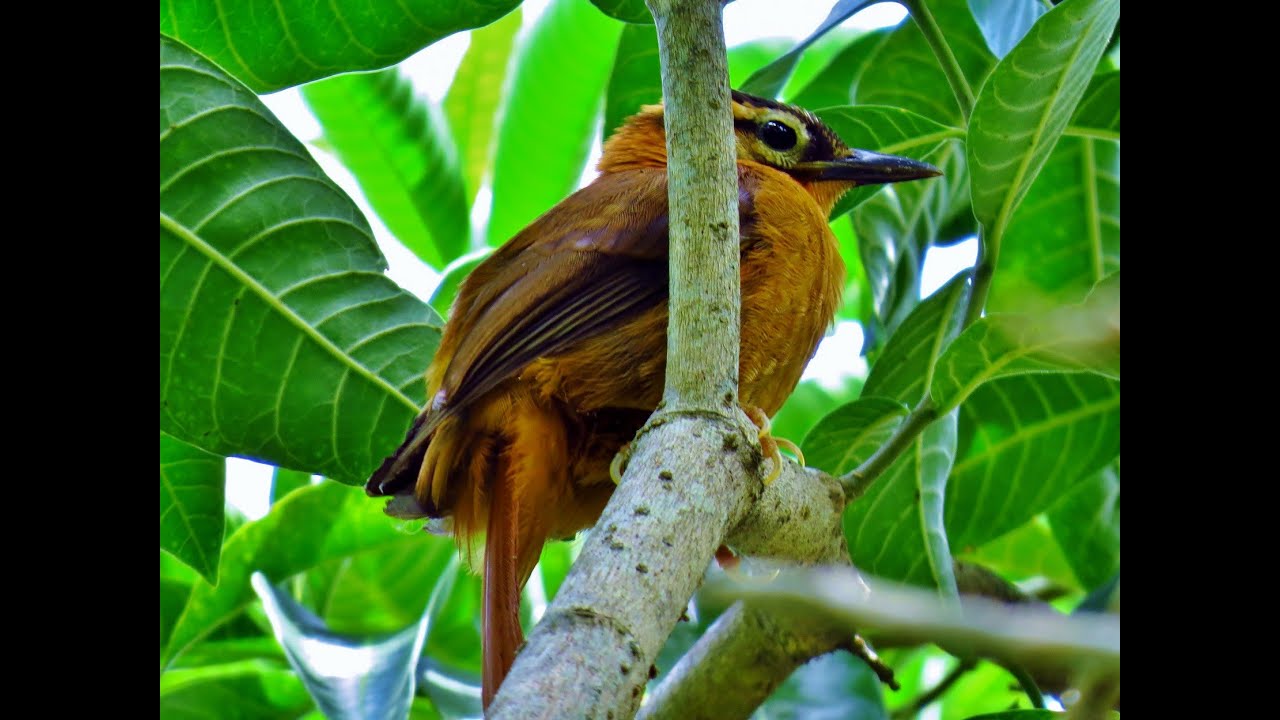 Limpa-folha-coroado (Black-capped Foliage-gleaner - Philydor atricapillus) livre - 02/03/2014