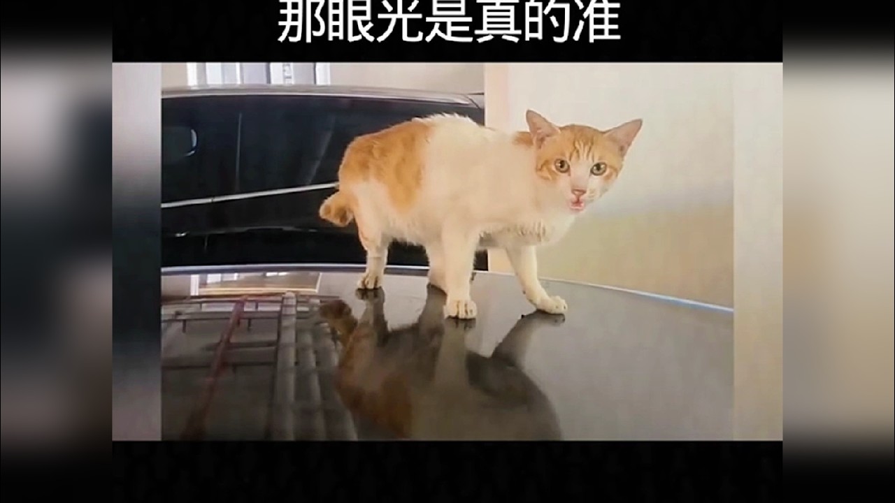 注意看，这绝对是全网最欠揍的猫咪
