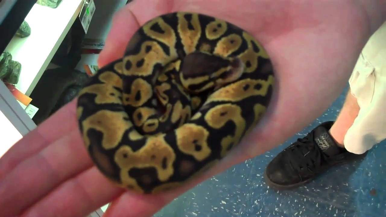 tarantula spider FAT HOBBIT HOLDS THE PASTEL BALL PYTHON!