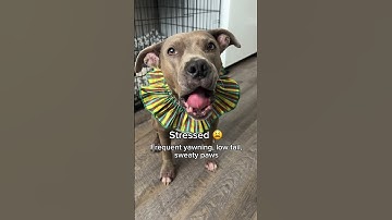 5 examples of dog body language #doglanguage #dogbehavior #dogs #dogcommunication