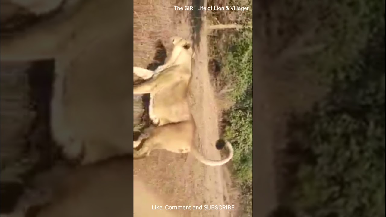 The Gir 🦁Lioness at Gir National park 🎭 sasan-talala gir Dust- Junagadh || #Asiatic Lioness.