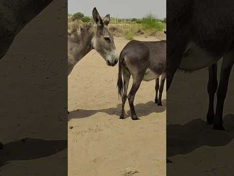 #donkey #happyanimals #youtubeshorts