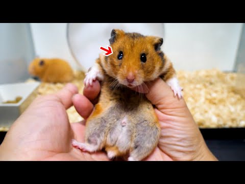 ハムスターの目の感染症、知っておくべき症状と治療法
