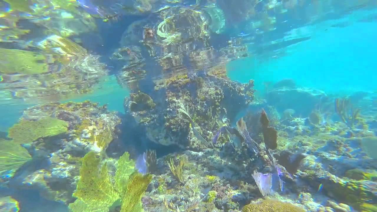 Snorkeling Vieques Beautiful YouTube