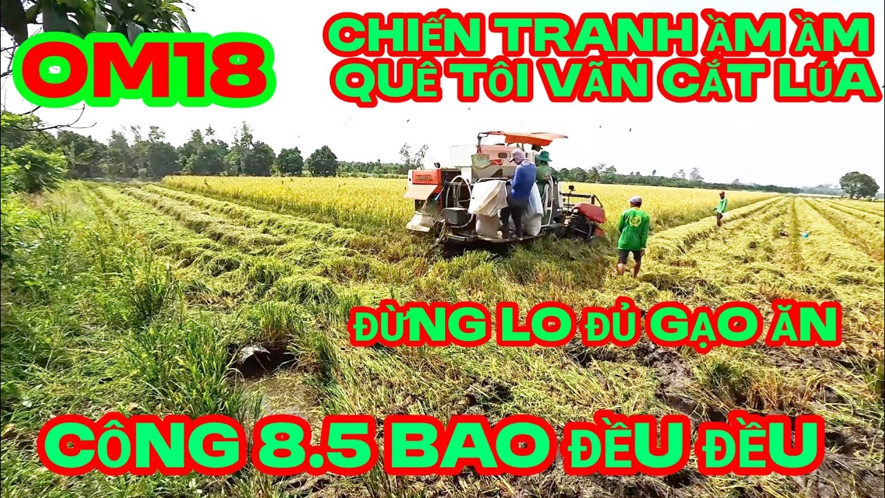 Đang có chiến tranh Ầm Ầm , quê tôi vẫn Thu hoạch lúa,  OM18 được công 8,5 bao đều đều , đủ gạo ăn