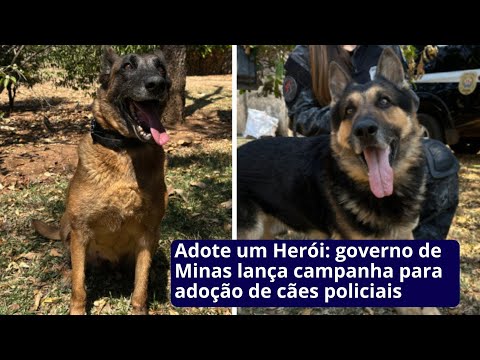 Adote um Herói: governo de Minas lança campanha para adoção de cães policiais