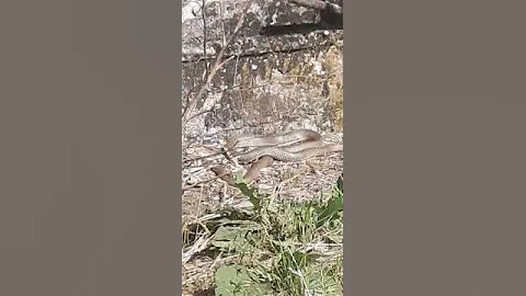ЗМЕЯ!!! ГРЕЕТСЯ НА СОЛНЦЕ!!! ШОК!!! НЕ ПОВТОРЯТЬ СМЕРТЕЛЬНО ОПАСНО!!!!