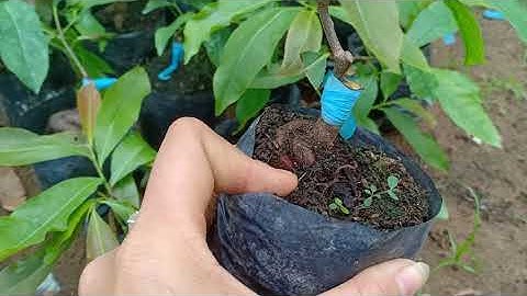 Cúc 2 tầng HTP. 300k/ cặp bao ship.0379640642.7/8/2020