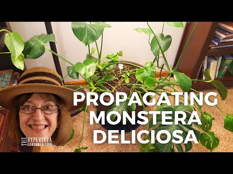 Propagating Monstera deliciosa - Where Do You Cut? What Does A Node Look Like? I&#039;ll Try and Help