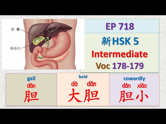 [EP 718] New HSK 5 Voc 178-179 (Intermediate): 胆、胆小、胆子|| 新汉语水平3.0中级词汇5 || Join My Daily Live
