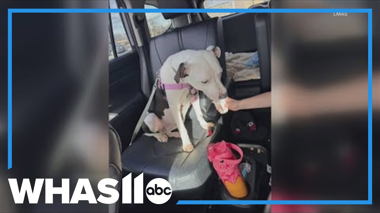 WHAS11 Shelter Stars: Meet 2-year-old Sicily