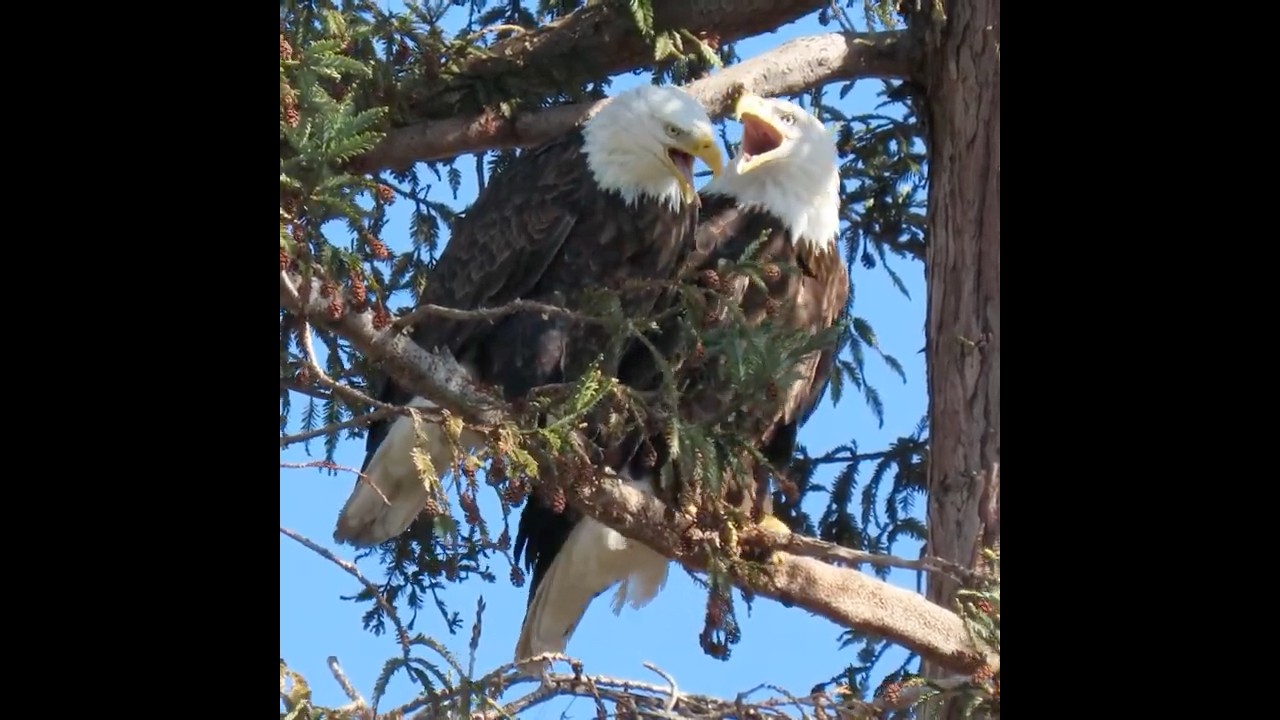 Bald Eagle pair: sweet talk or argument?
