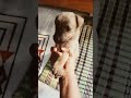 cute boy puppy 🐶😂❤️#dog #funnypet #puppy #puppylove #shorts