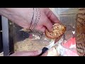 Processing Pheasant Back