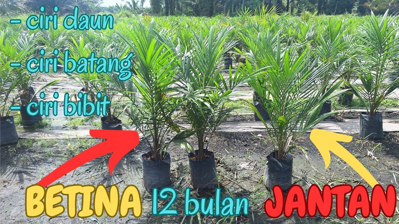 Tips rahasia !! Cara membedakan Bibit Sawit JANTAN dan BETINA umur 12 Bulan siap tanam.