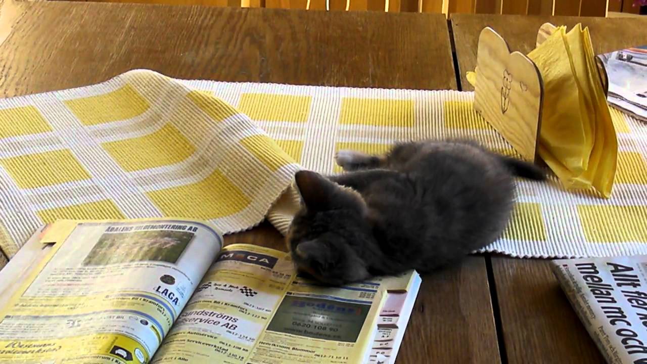 Kattungen Åsa i Bollsta