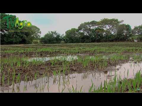 Video: ¿Por qué inundó los campos de arroz?