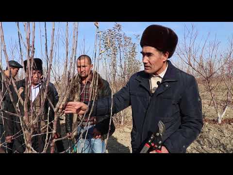 Video: Meva daraxtlari va butalaridagi shira bilan qanday kurashish kerak