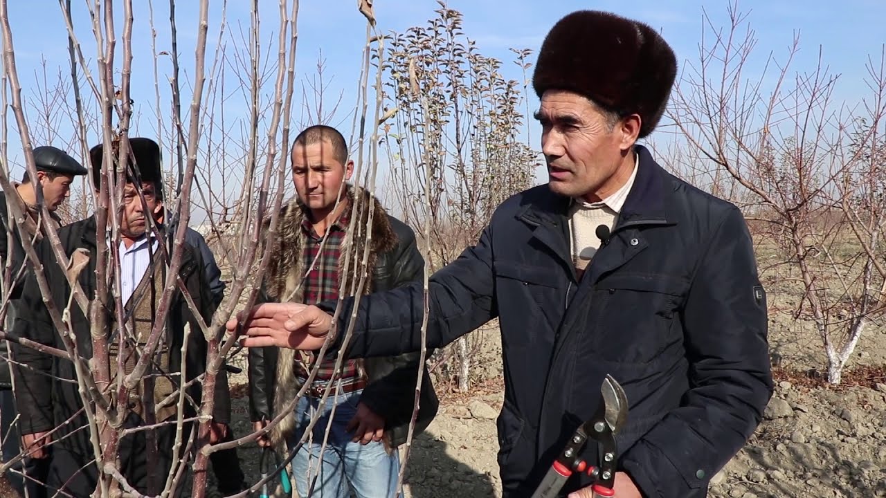 Мевали (уруғли) дарахтларга қишки шакл бериш жараёни