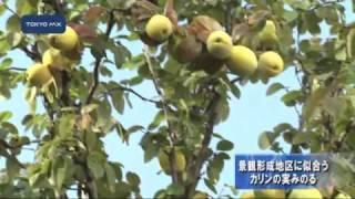 景観形成地区に似合う　カリンの実みのる