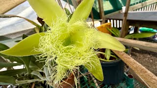Rhyncholaelia Digbyana - Repotting and Dividing
