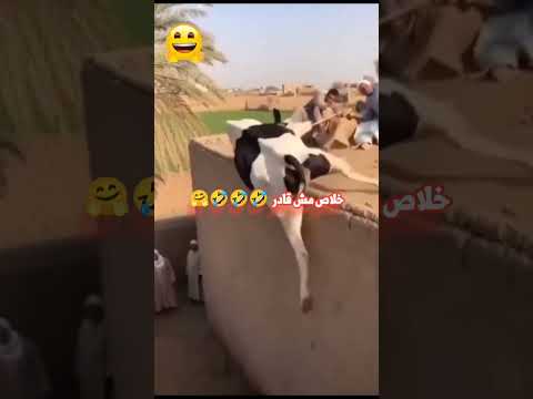 خلاص مش قادر 🤣🤣🤣 😭 That's it, I can't 🤣🤣🤣 😭 مضحك ومبكي Funny and sad #youtubeshorts #ytshorts #yt thumbnail