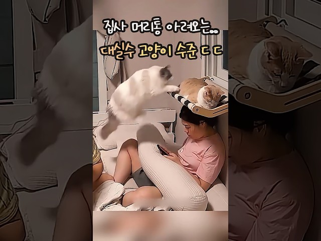 집사 뒷골 아려오는.. 대실수 전문 고양이 수준 ㄷㄷ