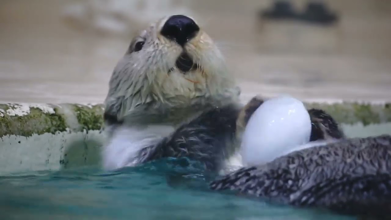 鳥羽水族館 ラッコ キラちゃんおもちゃを捨てて氷で氷を割る「どっちも