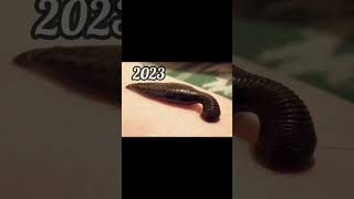 2023 leech and 5000bce leech || Past animals ||#shorts #Trend #trend #new #evolution #animal #today