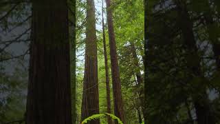 Together, We Saved Sonoma Coast Redwoods! 🌊