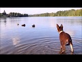 .:Oshee - Australian Kelpie - 3 months:. の動画、YouTube動画。