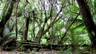 Enchanted Forest - Tasmanian Ancient Fern Forest Notley Gorge