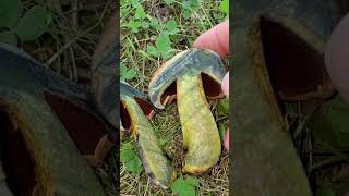 Bolete mushroom color change in real time #nature #cool #mushroom