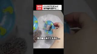 ハリネズミさんに浮き輪を渡してみたら…
