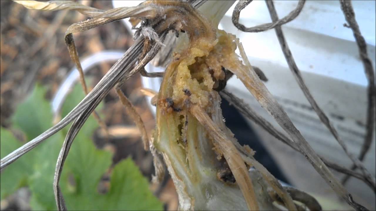 Attack of the Squash Vine Borer!!! YouTube