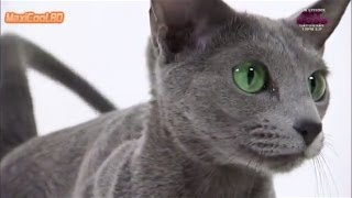 Русская голубая кошка на канале Animal Planet видео Русская голубая