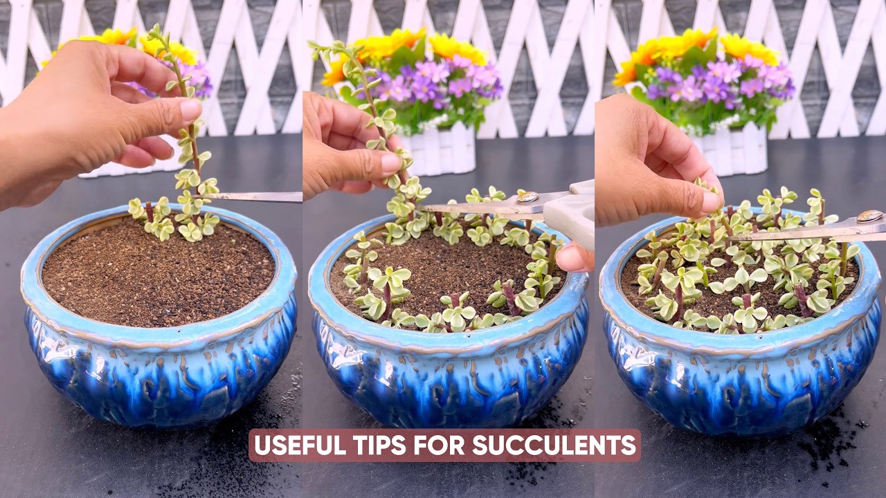 Уход за суккулентами для начинающих: основные советы, как сохранить их живыми.