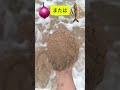 玉ねぎ または 魚 #クイズ #なぞなぞ #脳トレ
