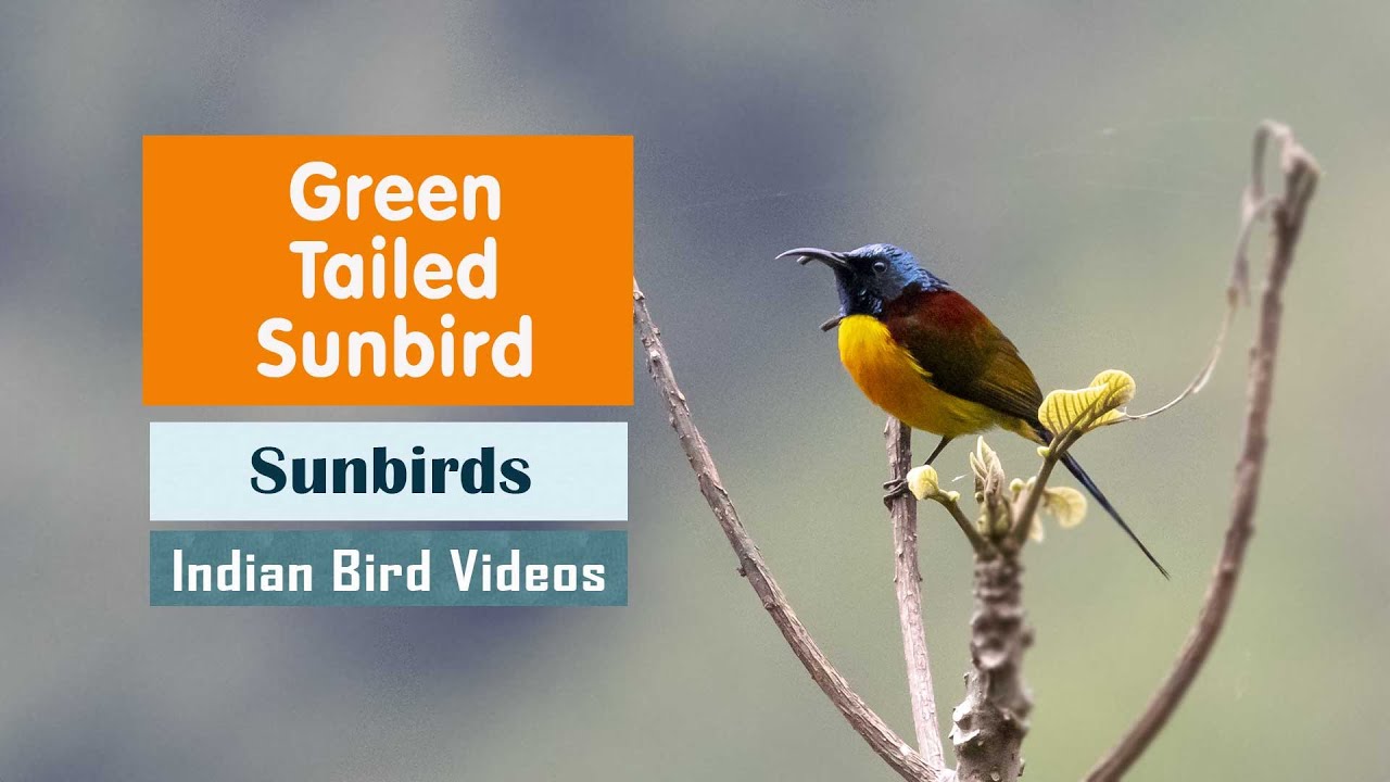 The Green Tailed Sunbird (Aethopyga nipalensis) - Indian Bird Videos