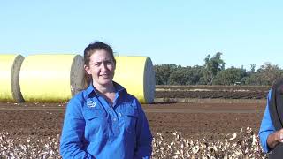 Post-harvest management of Fusarium wilt