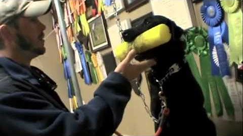 Force Fetch Video Five