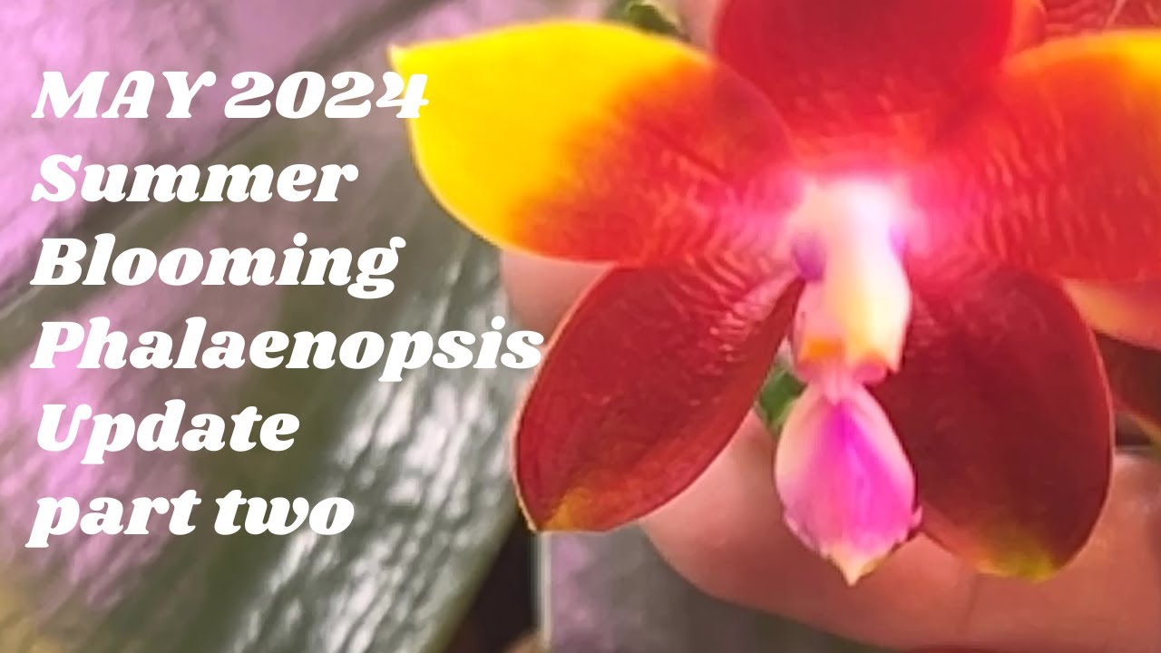 Summer Blooming Phalaenopsis Update: Part Two Summer Blooming Phals Update