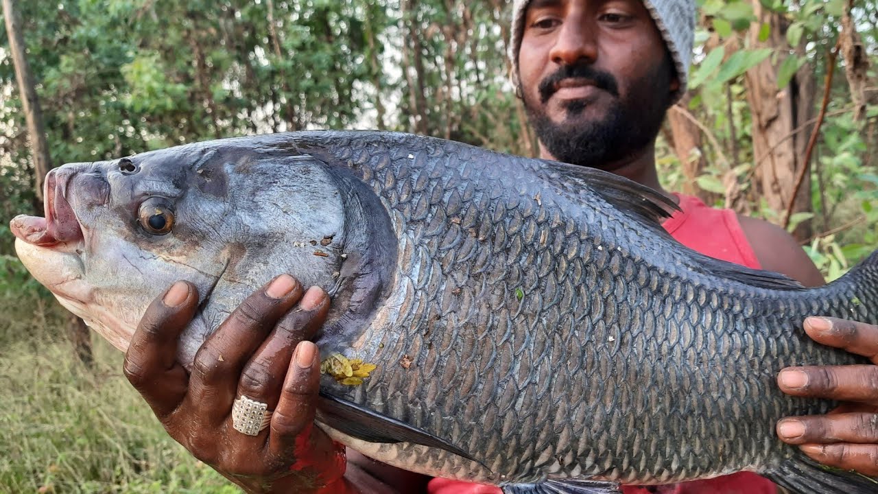 Big monster Catla Fish ||  Rohu Fish  Catching River Fishing Videos Vlog